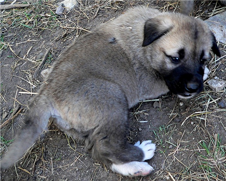 Lucky Hit's Shadow TOSCO - What a beautiful pup!