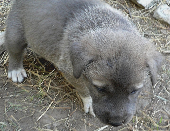 Lucky Hit's Shadow BLUE GIRL  - What a beautiful pup!