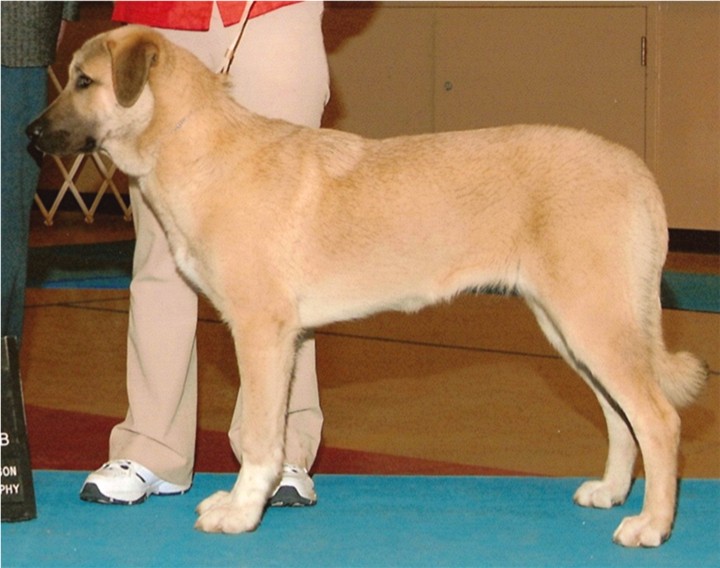 CHAMPION LUCKY HIT SHADOW LAVANTA WINNING BEST OF BREED AND A THREE POINT MAJOR AT SIX MONTHS!!!