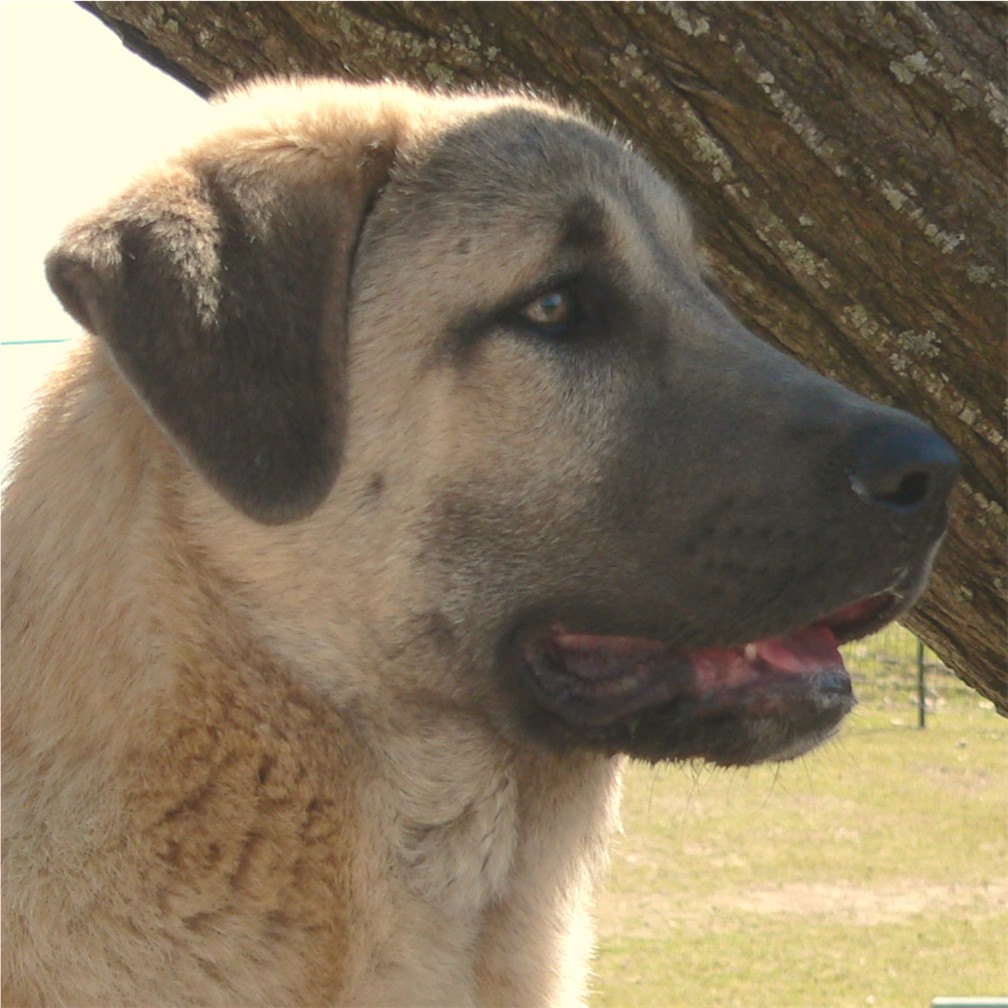 CHAMPION LUCKY HIT Shadow LAVANTA at 4 months!!!