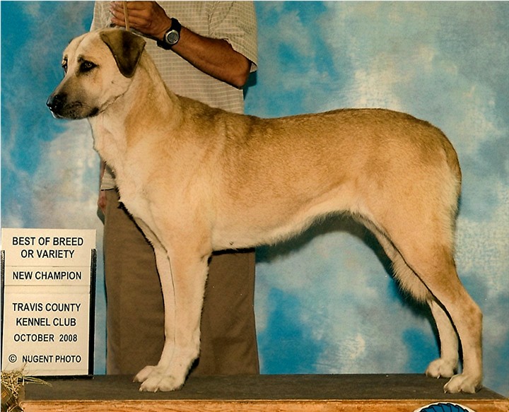 (LAVANTA completing her AKC CHAMPIONSHIP!!!)