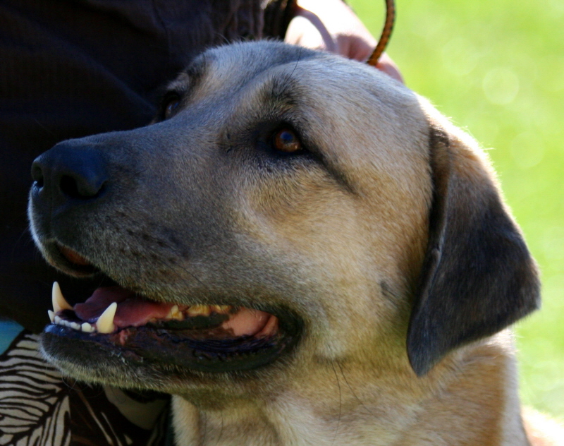 (LAVANTA at the 2009 Anatolian National Specialty )