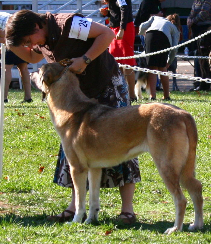 (LAVANTA at the 2009 Anatolian National Specialty )