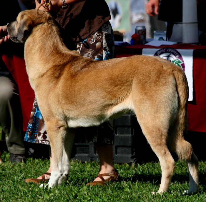 (LAVANTA at the 2009 Anatolian National Specialty )