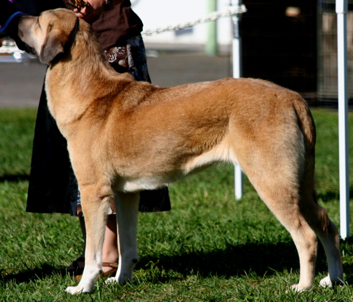 (LAVANTA at the 2009 Anatolian National Specialty )