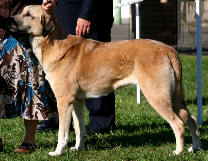 (LAVANTA at the 2009 Anatolian National Specialty )