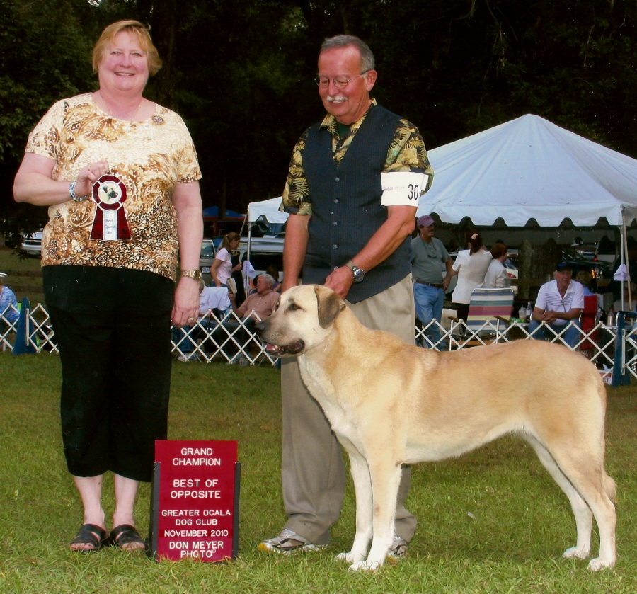 CHAMPION LUCKY HIT SHADOW LAVANTA BOS at NATL SPECIALTY AND NEW GRAND CHAMPION!!!