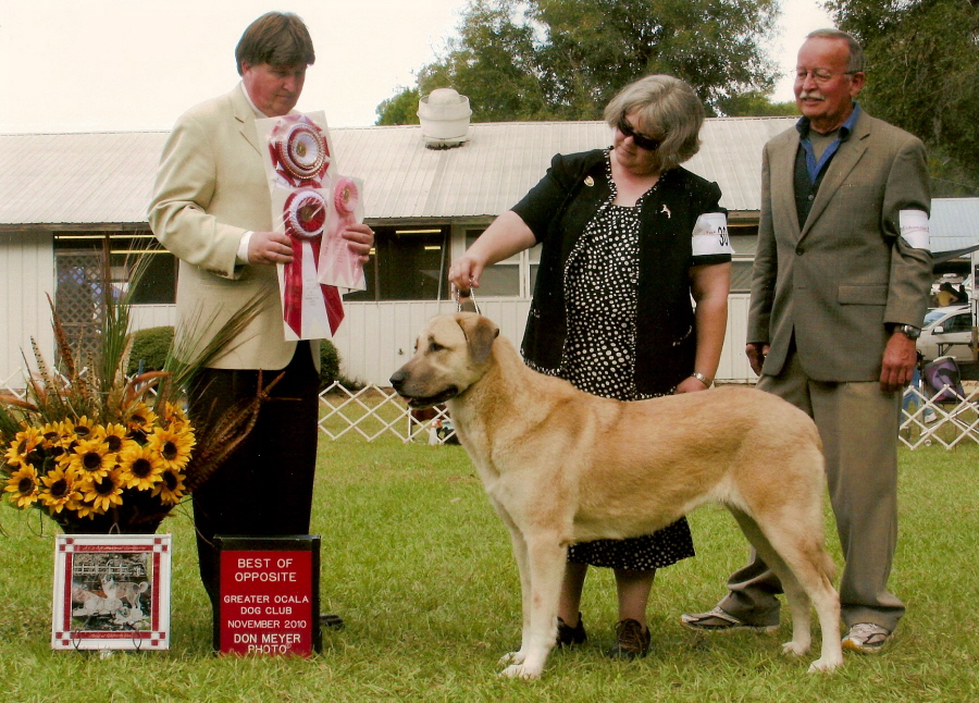 CHAMPION LUCKY HIT SHADOW LAVANTA BEST OPPOSITE SEX AT NATL SPECIALTYT!!!