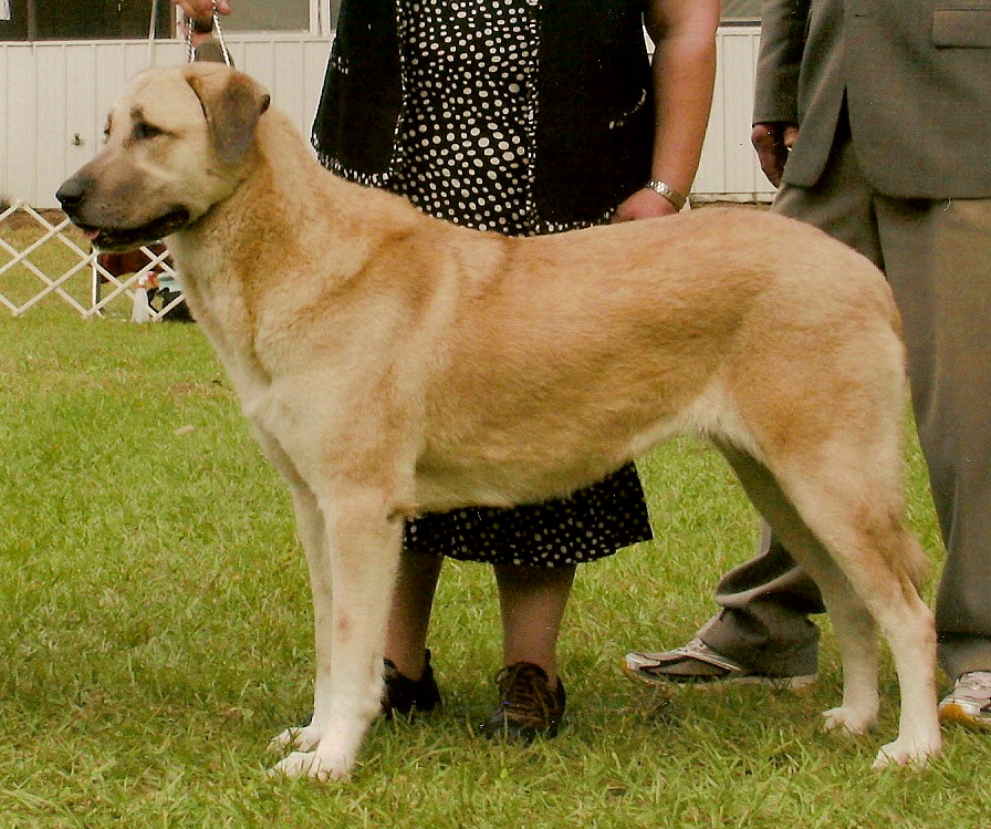 (LAVANTA completing her AKC GRAND CHAMPIONSHIP!!!)