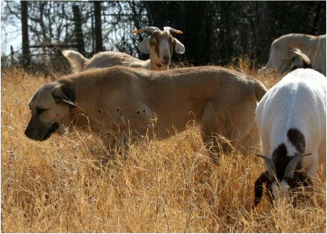 (LAVANTA at home with her goats December 2010!!!)