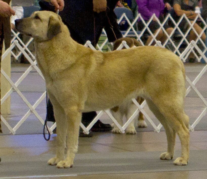  LAVANTA WINNING BEST OPPOSITE SEX AT THE 2010 NATIONAL SPECIALTY!!! 