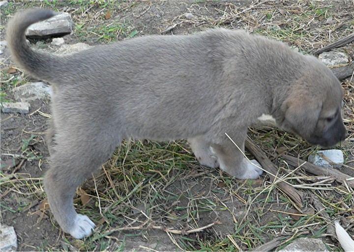 Lucky Hit's Shadow PATLICAN (was BLUE FAWN)  - What a beautiful pup!