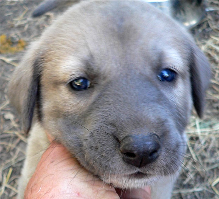 Lucky Hit's Shadow PATLICAN (was BLUE FAWN)  - What a beautiful pup!