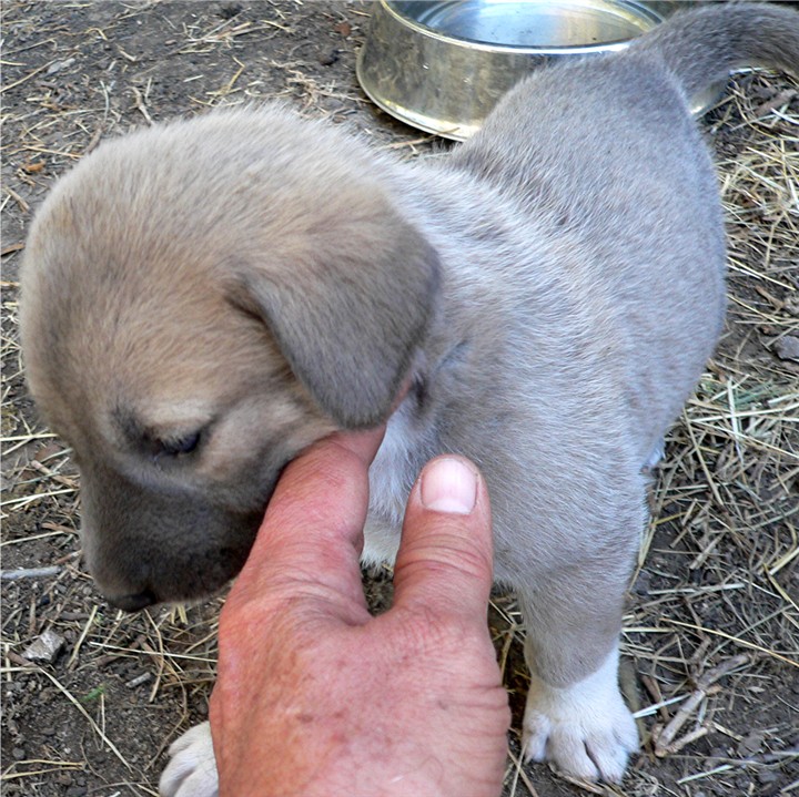 Lucky Hit's Shadow PATLICAN (was BLUE FAWN)  - What a beautiful pup!