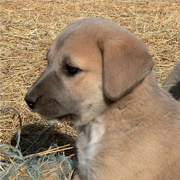 Lucky Hit's Shadow PATLICAN (was BLUE FAWN)  - What a beautiful pup!