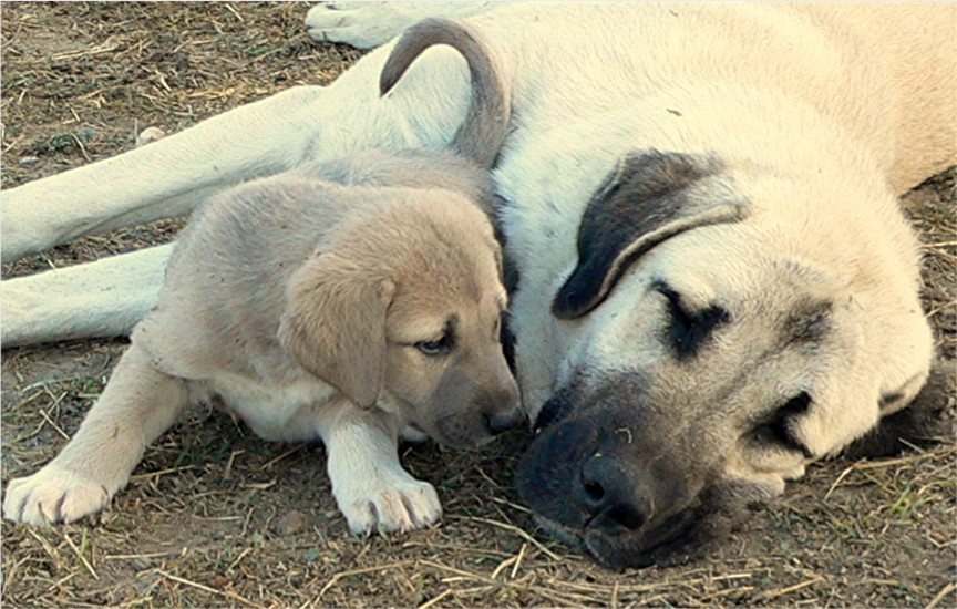 Lucky Hit's Shadow PATLICAN (was BLUE FAWN)  - What a beautiful pup!