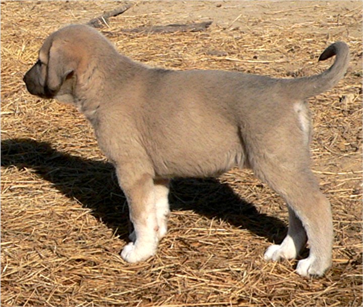 Lucky Hit's Shadow PATLICAN (was BLUE FAWN)  - What a beautiful pup!