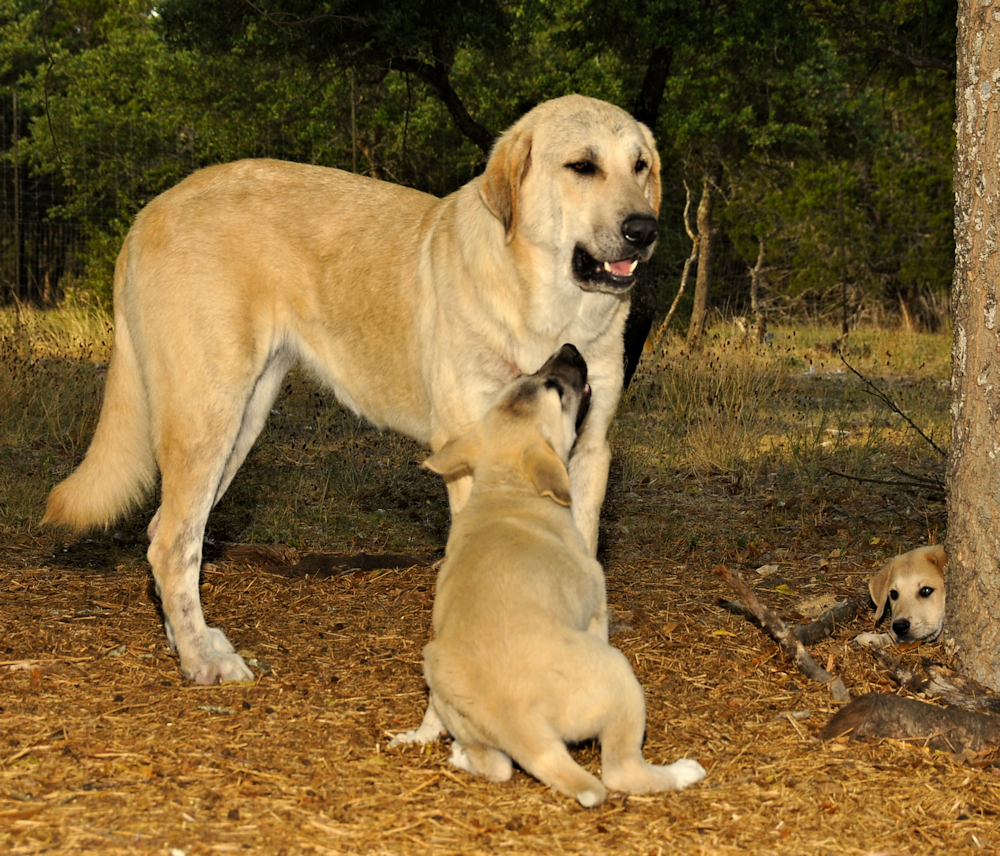 Image with a JavaScript tooltip (A BEAUTIFUL SHADOW/BYRON PUP!!!)