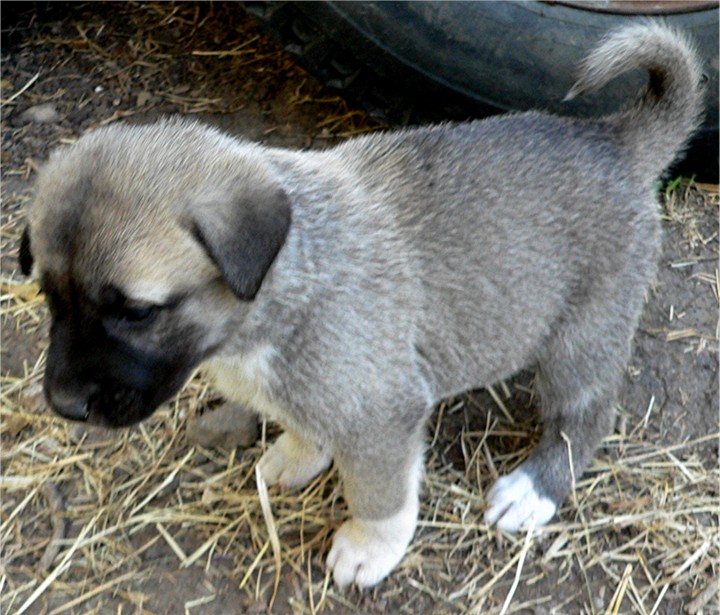 Lucky Hit's Shadow YUREK  - What a beautiful pup!