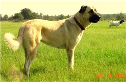 Sleepy D Acres Shelby Lynn - Large Working Guardian Anatolian Female