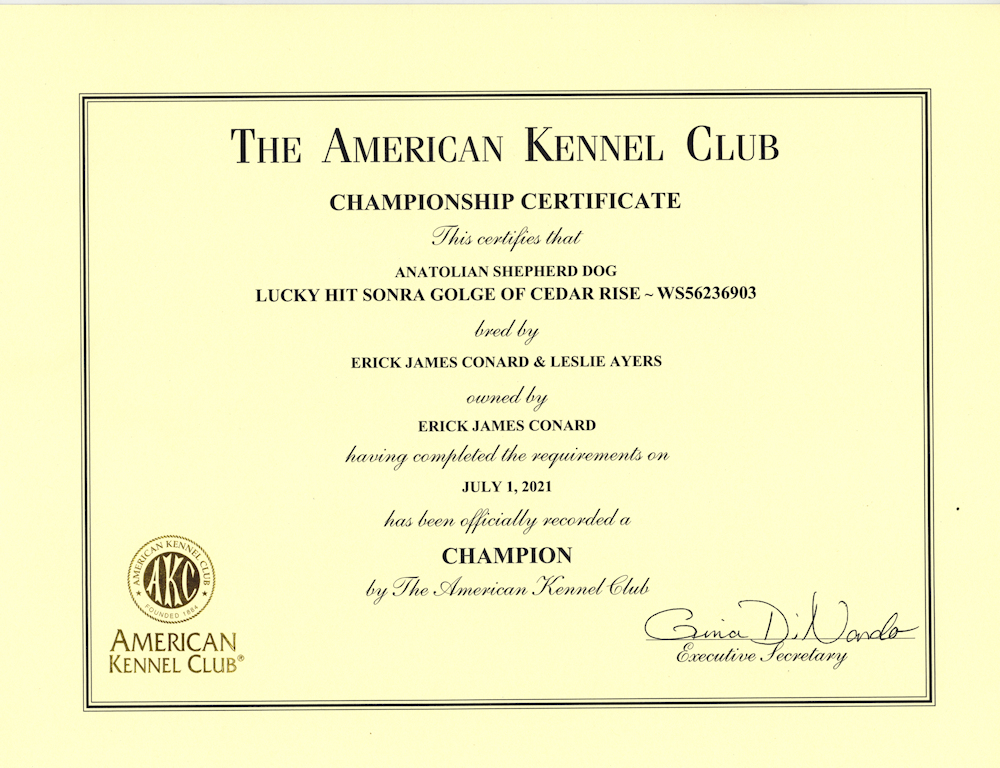 CHAMPION Lucky Hit Sonra Golge of Cedar Rise AKC CHAMPIONSHIP CERTIFICATE