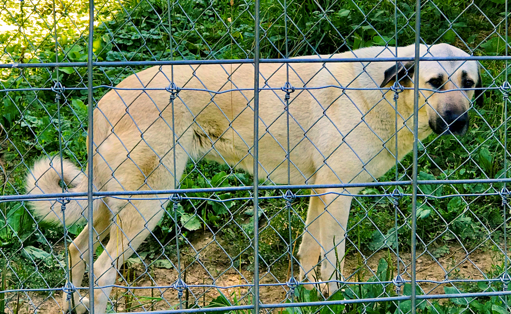 CHAMPION Cedar Rise Sonra Aiyla of Lucky Hit - July 15, 2020 