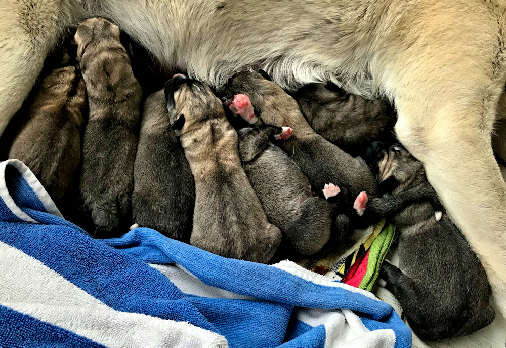  CEDAR RISE Aiyla MANYETIZMA (YETI) with mom and litter  1m1 Male Fawn/Fading Black Mask