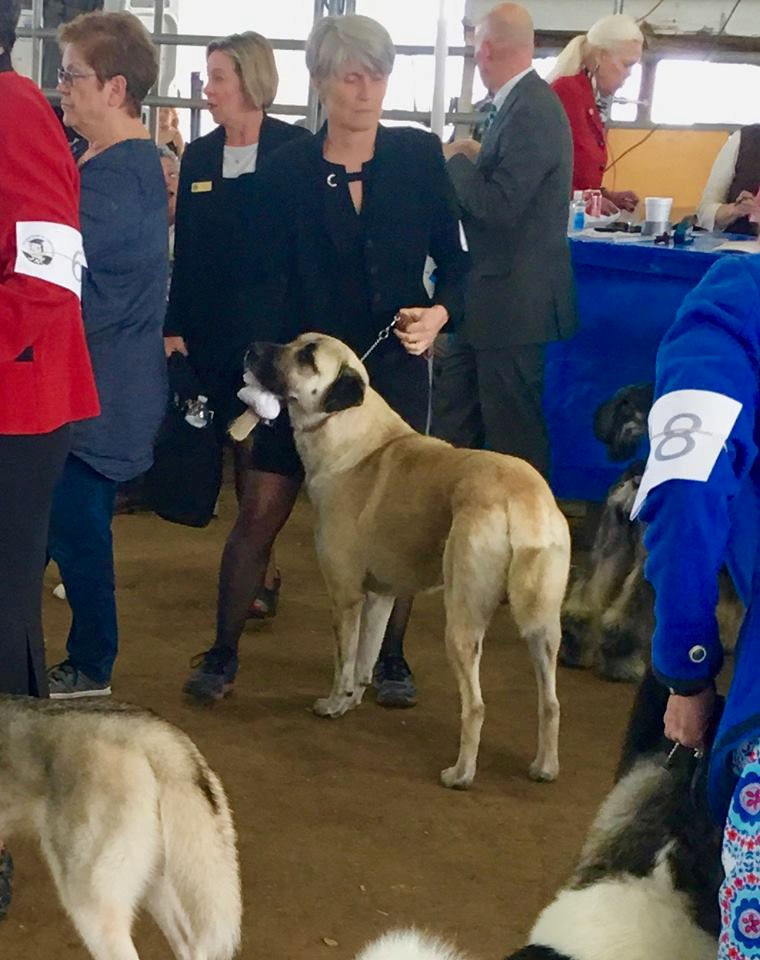 Lucky Hit Sonra Gazi of Cedar Rise waiting to enter the Group Ring