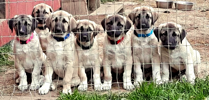  GAZI/TALLULAH litter on March 10, 2021 )