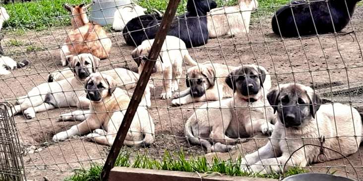  GAZI/TALLULAH litter on March 10, 2021 )