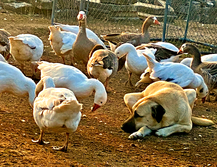 LUCKY HIT Sonra DEVAKIZ KALECI of CEDAR RISE (KIZI) GUARDING HER GEESE