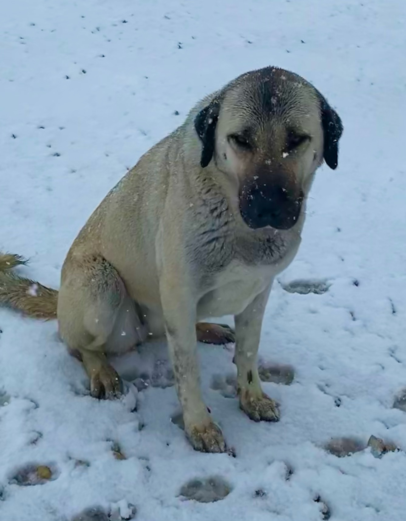 LUCKY HIT Sonra CAS KIZZIE of CEDAR RISE (CAS) in snow