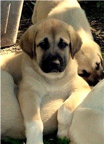 Lucky Hit's Shadow Suhliman (Suhliman)in Oklahoma - Beautiful Male