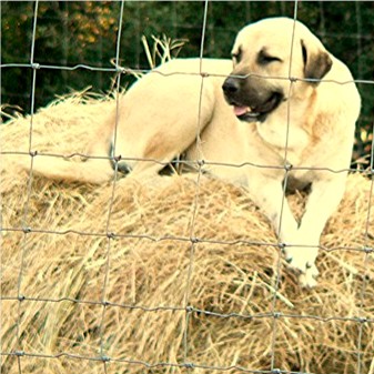 Lucky Hit's Shadow Suhliman at two years