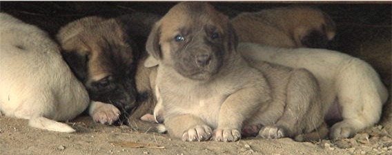 A Blue Masked Fawn Lucky Hit Pup at two weeks