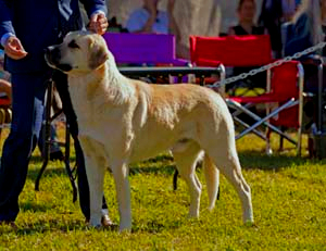 BISS CHAMPION TIMARU BEKCI AYISI (BEAR)