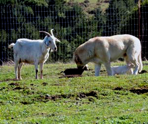 BISS GRAND CHAMPION Timaru Bekci Ayisi (BEAR) 