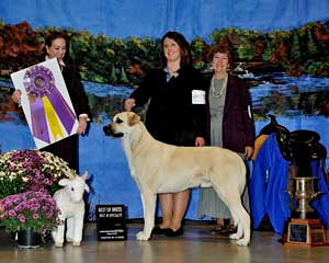 BISS GRAND CHAMPION Timaru Bekci Ayisi (BEAR) 