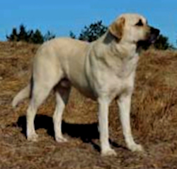 BISS GRAND CHAMPION Timaru Bekci Ayisi (BEAR) 