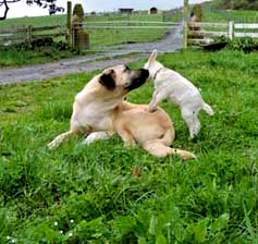 BIS OH-BIS GCHB CHAMPION TIMARU TALLULAH (TALLULAH)