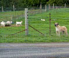 BIS OH-BIS GCHB CHAMPION Timaru Tallulah (Tallulah)