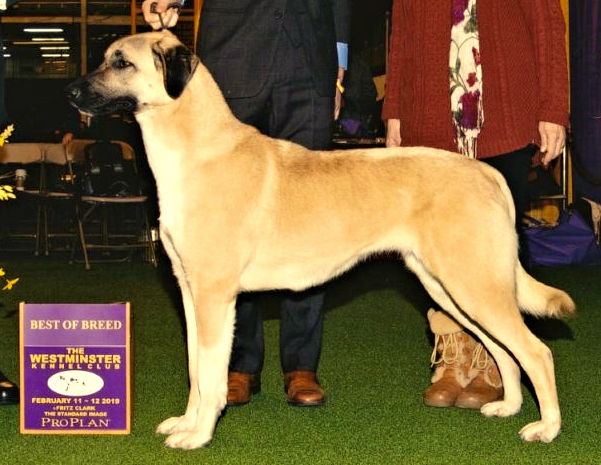 BIS OH-BIS GCHB CHAMPION Timaru Tallulah (Tallulah)