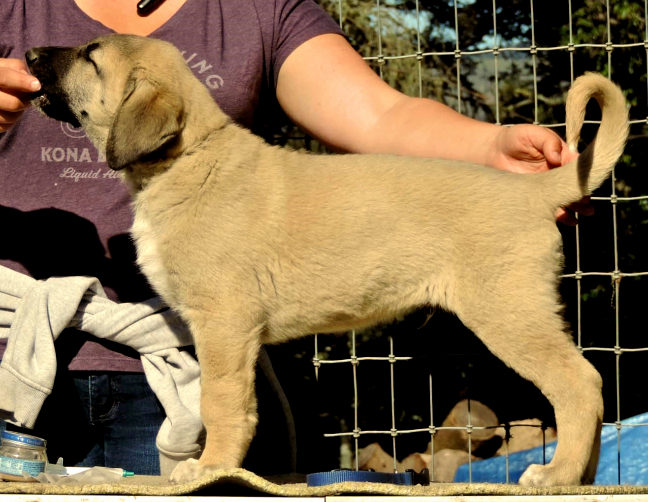 Champion Timaru Tallullah x Champion Lucky Hit Gazi of Cedar Rise male puppy Blue collar boy 101