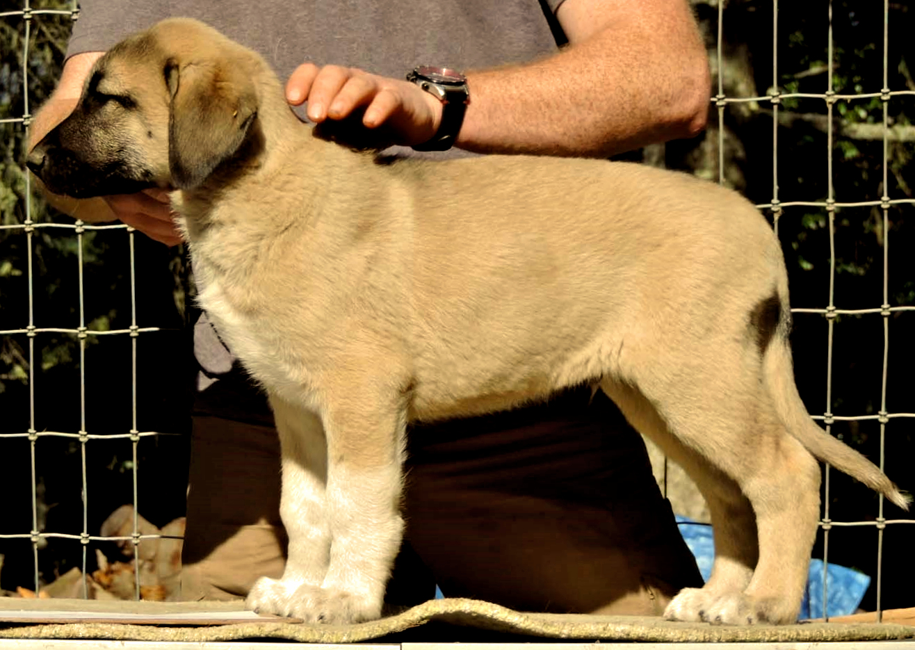 Champion Timaru Tallullah x Champion Lucky Hit Gazi of Cedar Rise male puppy Aqua collar boy 102