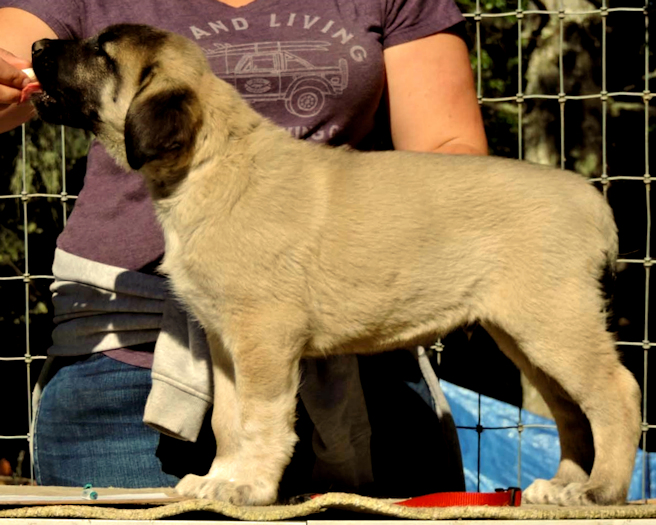 Champion Timaru Tallullah x Champion Lucky Hit Gazi of Cedar Rise male puppy Red collar boy 101