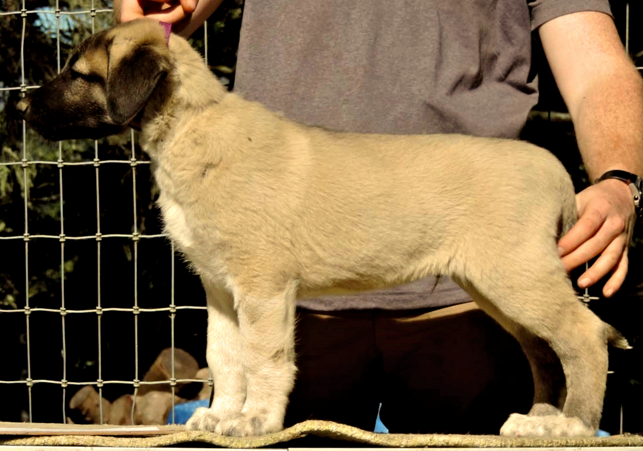 Champion Timaru Tallullah x Champion Lucky Hit Gazi of Cedar Rise male puppy Purple collar boy 104