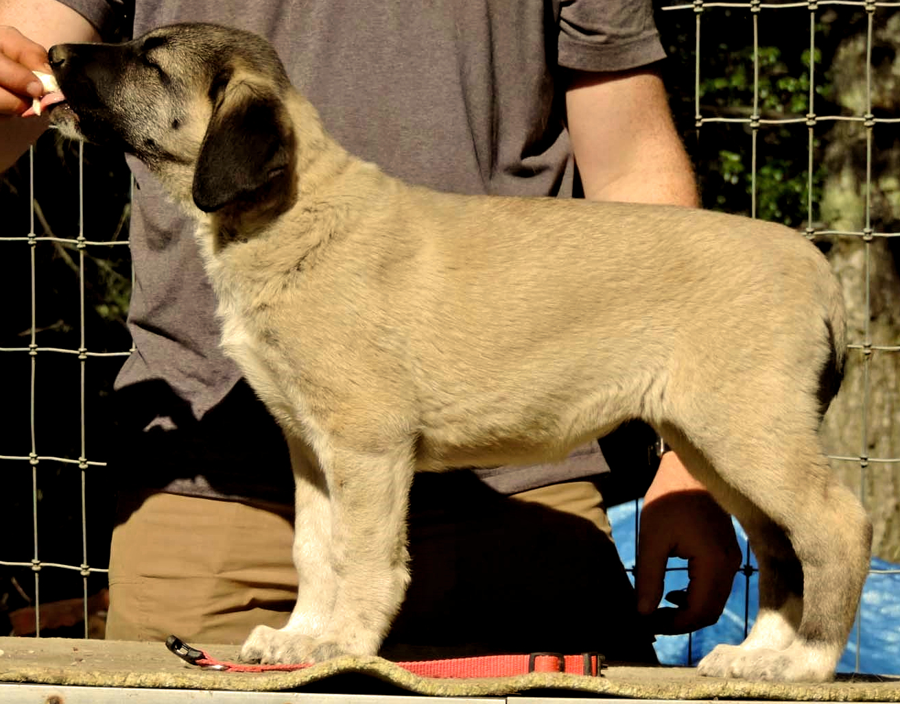 Champion Timaru Tallullah x Champion Lucky Hit Gazi of Cedar Rise female puppy DIKKAT pink collar girl 105