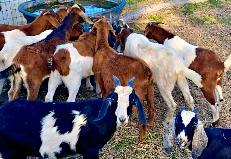 Timaru DIKKAT of LUCKY HIT - DIKKAT's introduction to yearling females