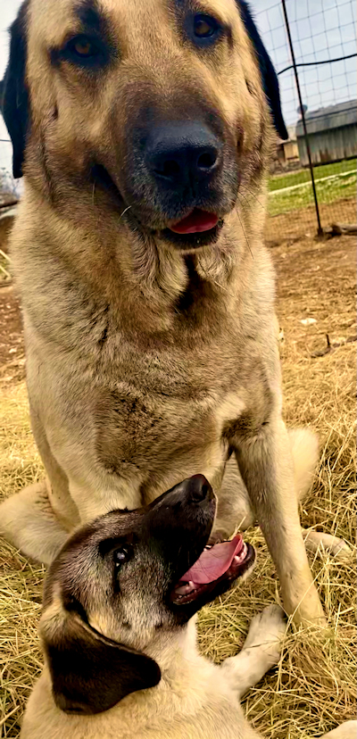  Timaru DIKKAT of LUCKY HIT Female Fawn/Black Mask