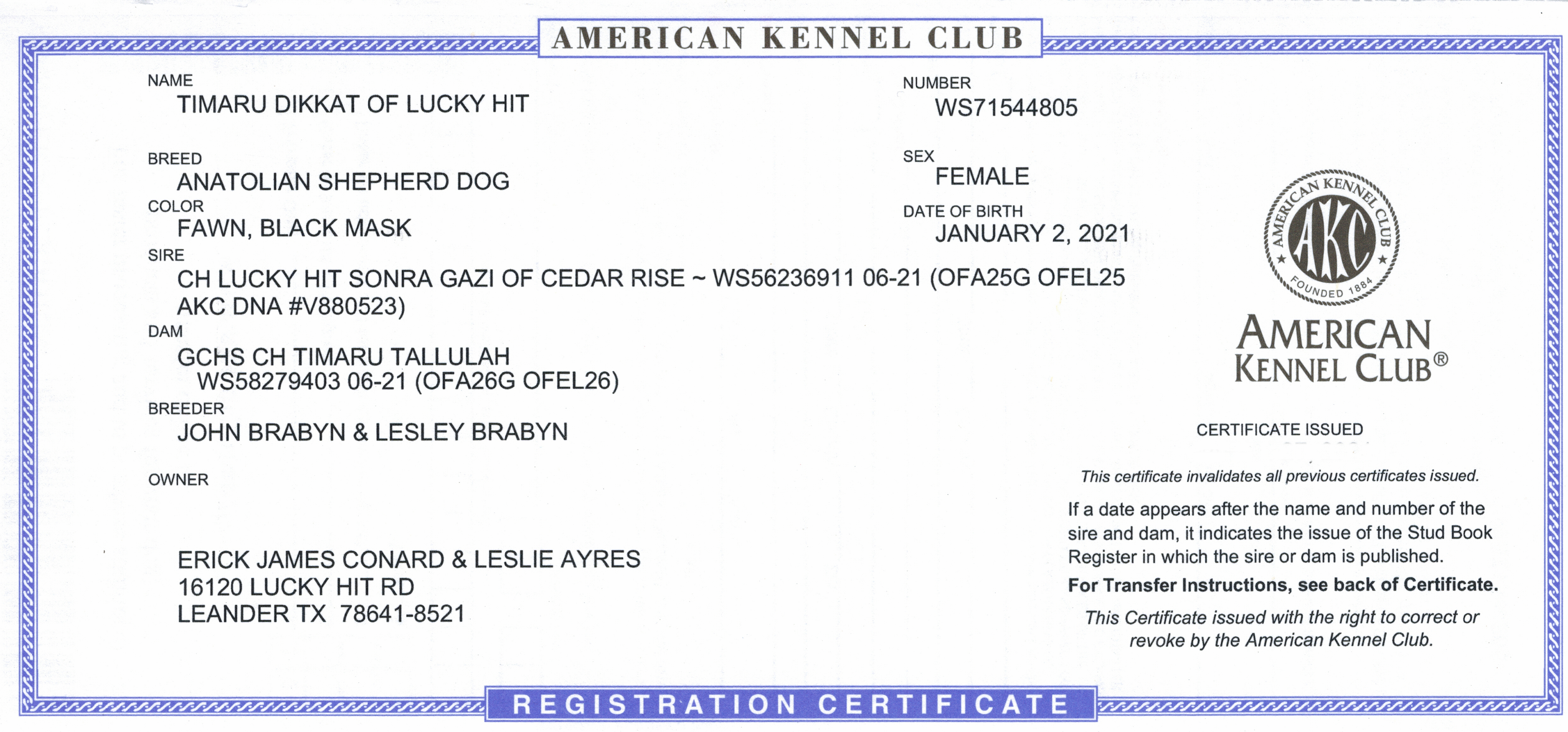 Timaru DIKKAT of LUCKY HIT - AKC Registration Certificate
